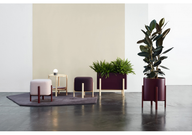 Identifica qué plantas son peligrosas para tus mascotas